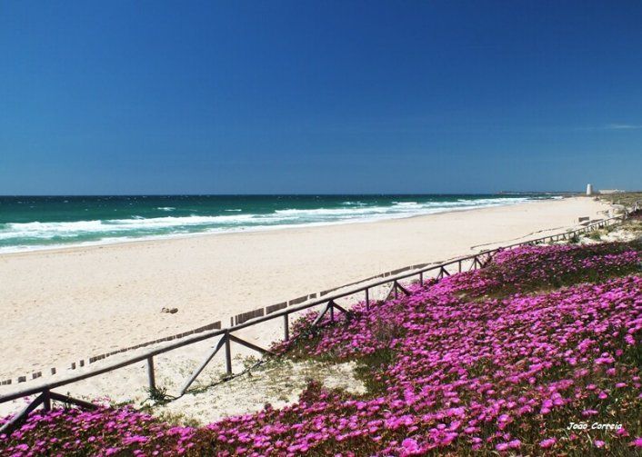 Playa el Palmar